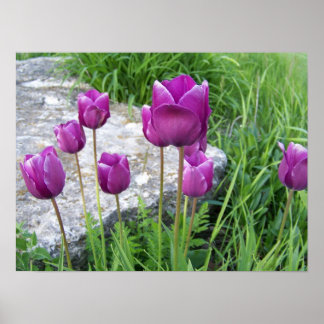 Purple Tulips Poster