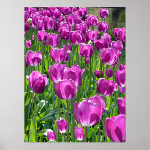 Purple Tulips Poster