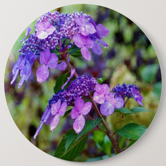Purple Twist and Shout Hydrangea Flower 6 Inch Round Button (Front)