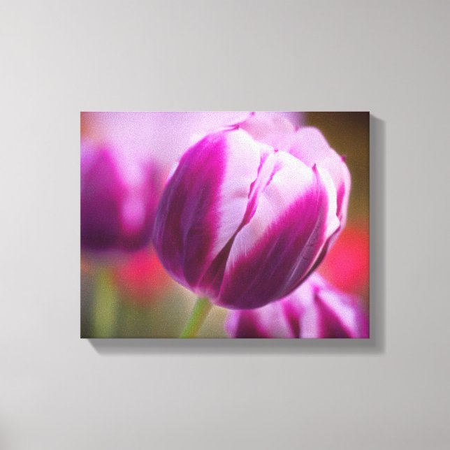 Purple Two-Tone Tulip Canvas Print (Front)