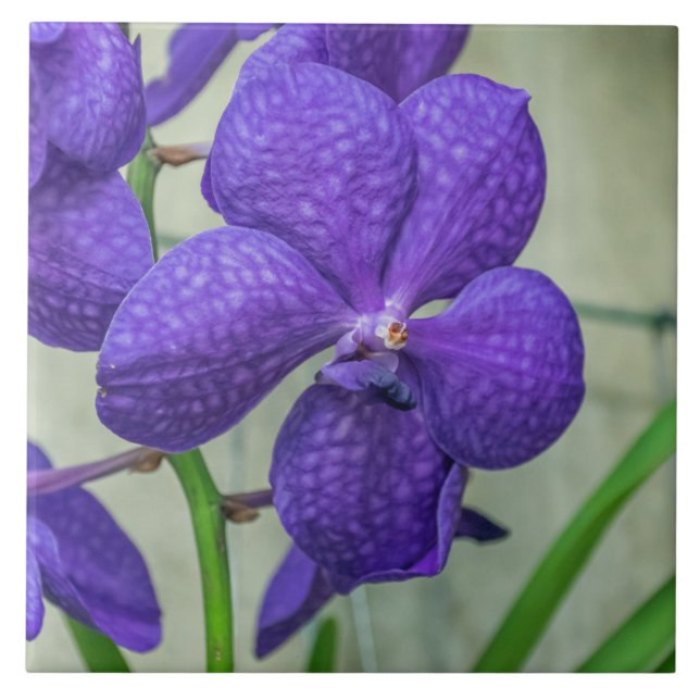 Purple vanda orchids ceramic tile (Front)