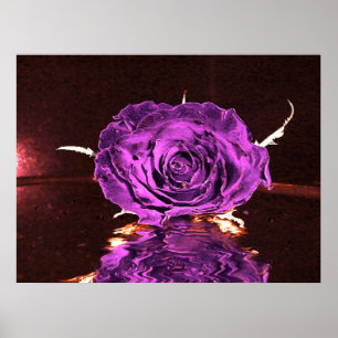 Purple velvet Rose Poster
