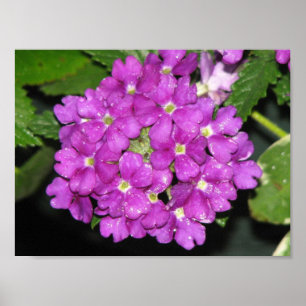 Purple Verbena Poster