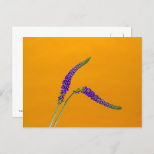 Purple Veronicas Postcard