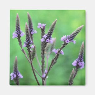 Purple Vervain Wildflower Flower Photo Magnet