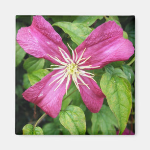 Purple Vine Flower Magnet