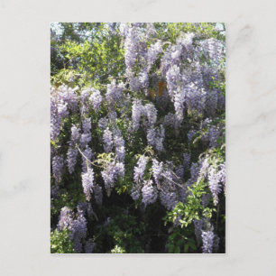 Purple Vine Wisteria Flowers Wildflowers Photo Postcard