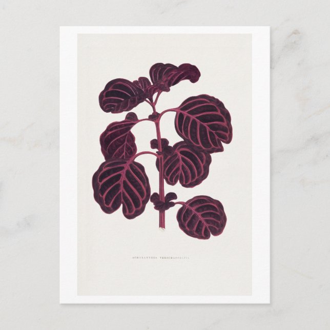 purple vintage botanic illustration  postcard (Front)