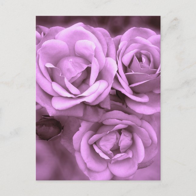 Purple Vintage Roses Postcard (Front)