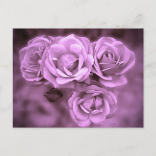 Purple Vintage Roses Postcard