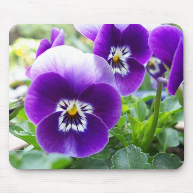 Purple Violas Mouse Pad (Front)