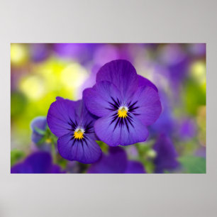 Purple Violas Poster