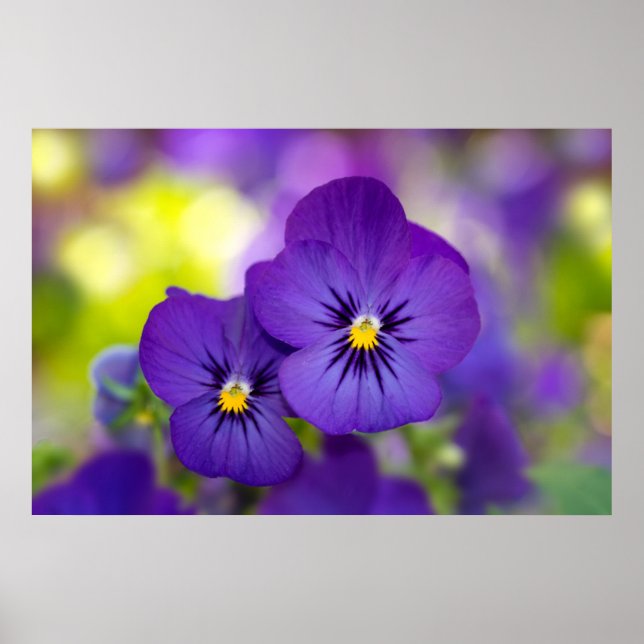 Purple Violas Poster (Front)
