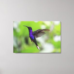 Purple Violet Sabrewing Hummingbird Canvas Photo
