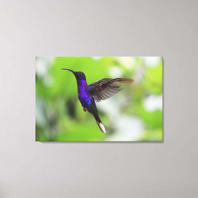 Purple Violet Sabrewing Hummingbird Canvas Photo (Front)