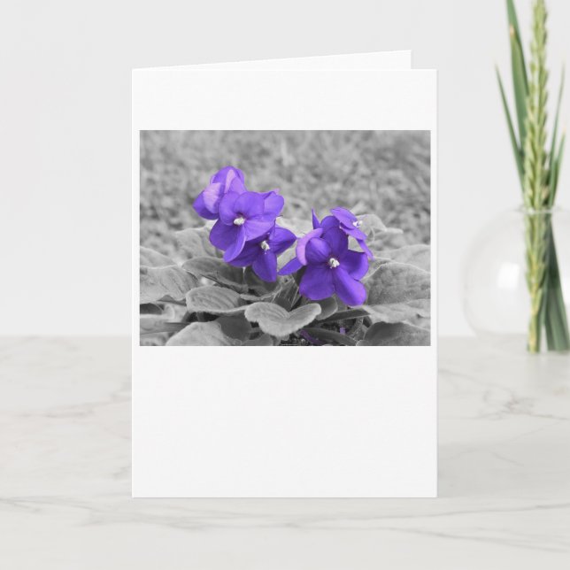 Purple Violets, card (Front)
