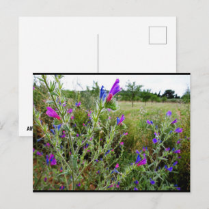 Purple Viper's-bugloss, Echium Plant Postcard