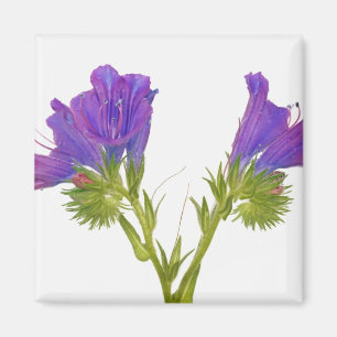Purple vipers bugloss (echium plantagineum) magnet