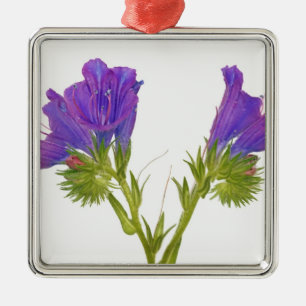 Purple vipers bugloss (echium plantagineum) metal ornament