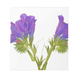 Purple vipers bugloss (echium plantagineum) notepad
