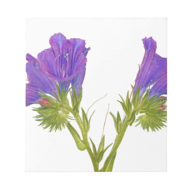 Purple vipers bugloss (echium plantagineum) notepad (Front)
