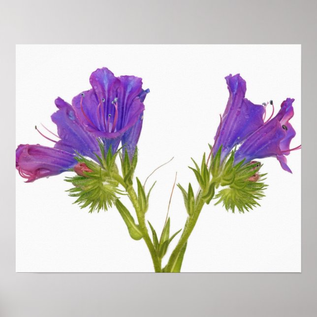 Purple vipers bugloss (echium plantagineum) poster (Front)