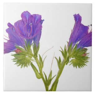 Purple vipers bugloss (echium plantagineum) tile