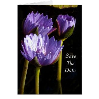Purple Water Lilies