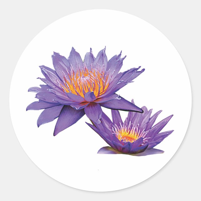 Purple Water Lilies Classic Round Sticker (Front)