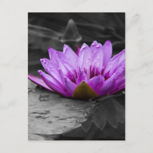 Purple Water Lily 002 Black and White Background Postcard