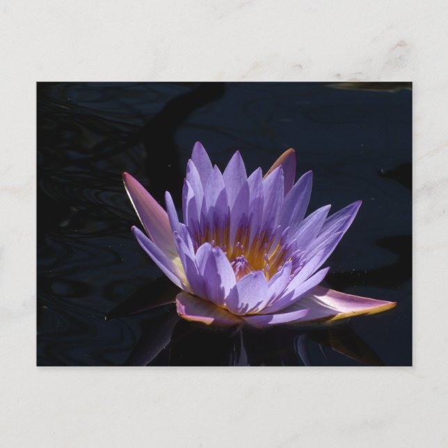 Purple Water Lily Postcard (Front)