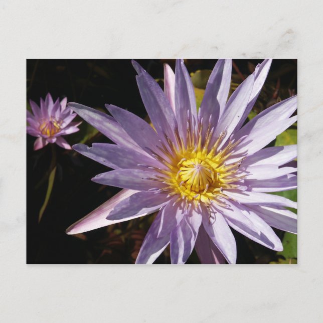 Purple Water Lily Postcard (Front)