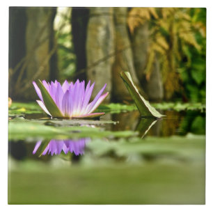 PURPLE WATER LILY REFLECTING IN A POND TILE