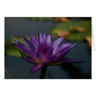 Purple Waterlily