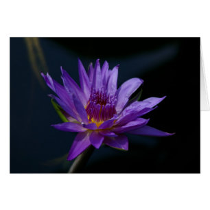 Purple Waterlily