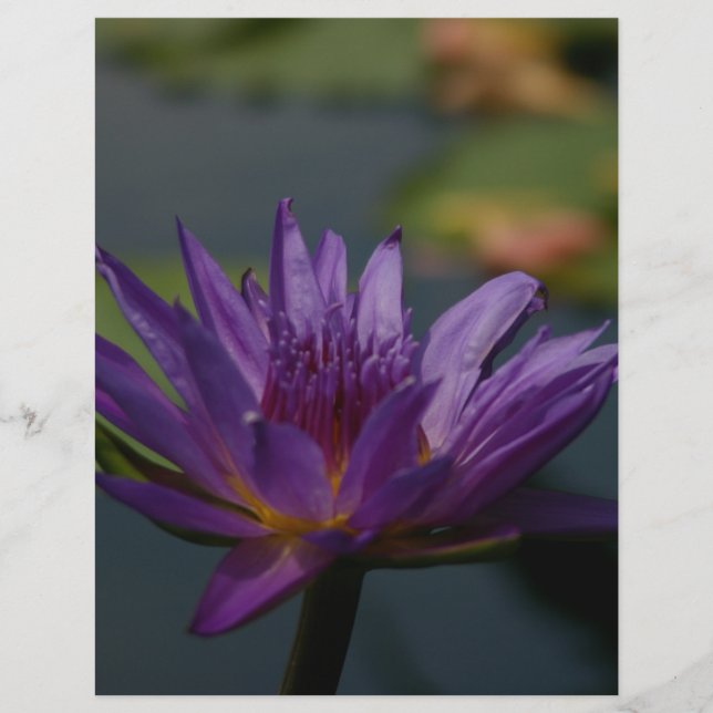 Purple Waterlily (Front)