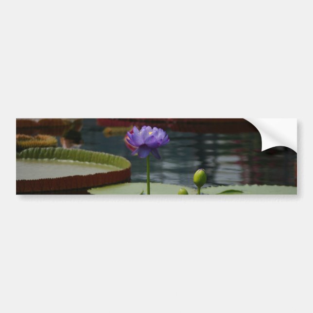 Purple Waterlily Bumper Sticker (Front)