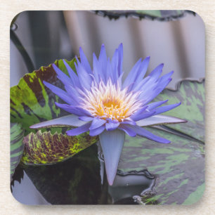 Purple waterlily hard plastic coasters
