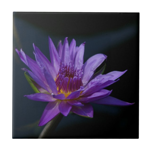 Purple Waterlily Tile (Front)