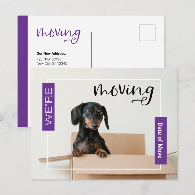 Purple We're Moving Dachshund Dog in Box Postcard (Front/Back)