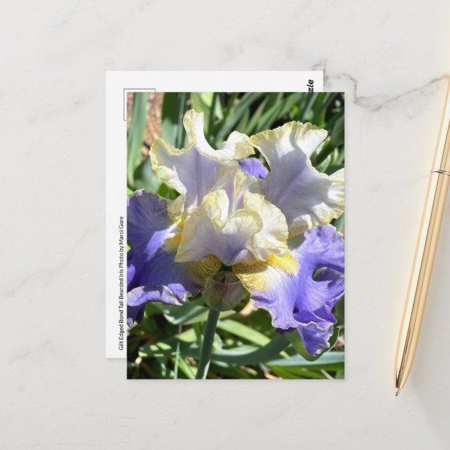 Purple & White Bearded Iris Postcard (Front/Back In Situ)