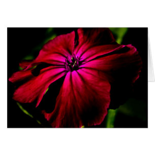 Purple Wild Flower gccna