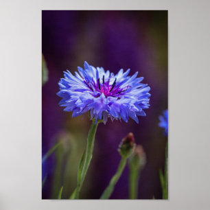 Purple Wild Flower Photo - Macro Flower Photograph Poster