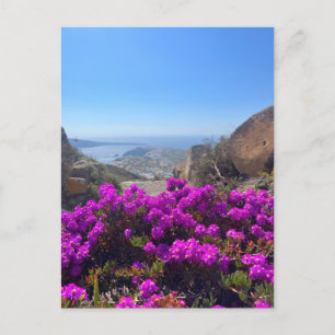 Purple Wild Flowers Santorini Greece Photography Postcard