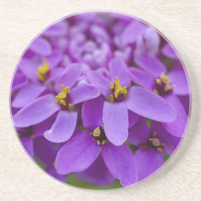 Purple Wildflower Coaster (Front)
