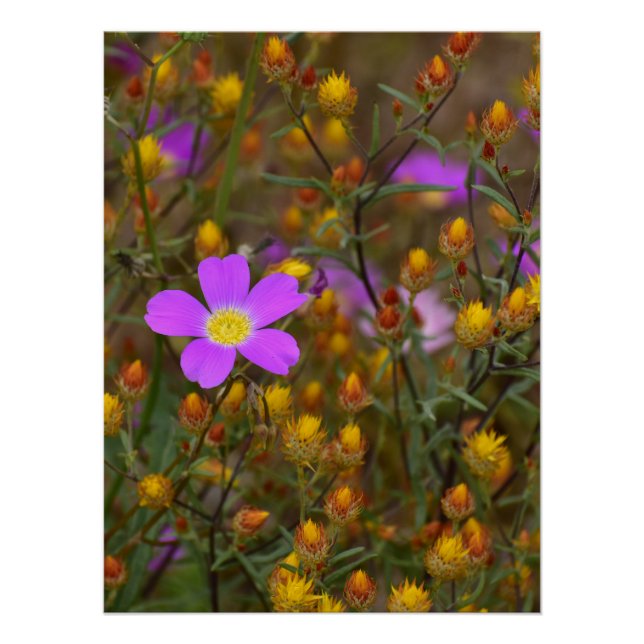 Purple Wildflower – Nature’s Colour Symphony Poster (Front)