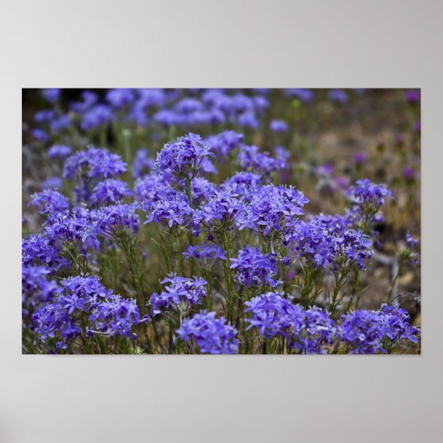 Purple Wildflower Poster 2 (Front)