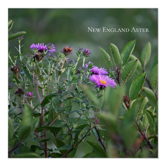 Purple Wildflowers Photo Poster (Front)