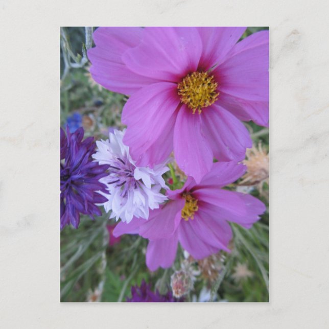 purple wildflowers postcard (Front)