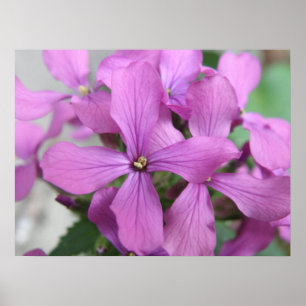 Purple Wildflowers Print